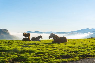 Bedava atlar gün doğumunda Larrau Dağı 'nın tepesinde dinleniyor. Fransa 'nın Pireneler-Atlantiklerinde, Irati ormanlarında