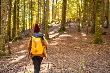 Irati ormanı ya da sonbaharda orman, yürüyüş yapan genç bir yürüyüşçü. Ochagavia, İspanya 'nın kuzeyi Navarra