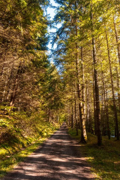 Floresta Irati Selva Outono Trilha Das Casas Irati Ochagavia Norte — Fotografia de Stock