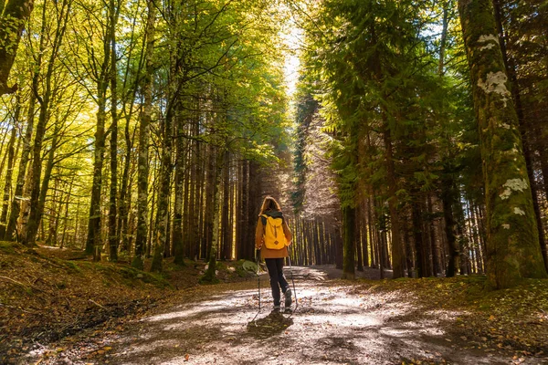 Irati Ormanı Sonbaharda Orman Çam Ağacı Patikasındaki Genç Bir Yürüyüşçü — Stok fotoğraf