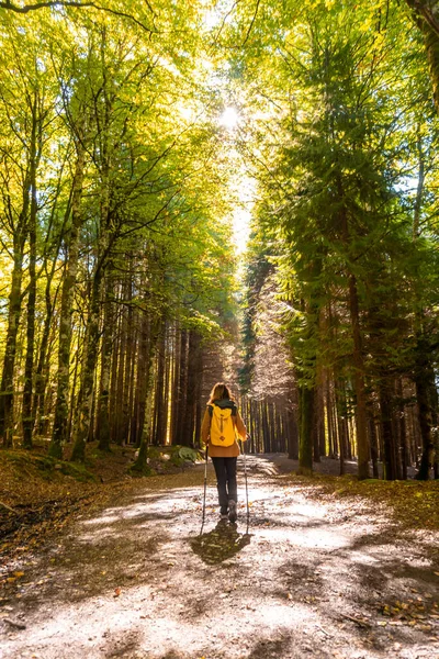 Floresta Selva Irati Outono Jovem Caminhante Uma Trilha Pinheiros Ochagavia — Fotografia de Stock