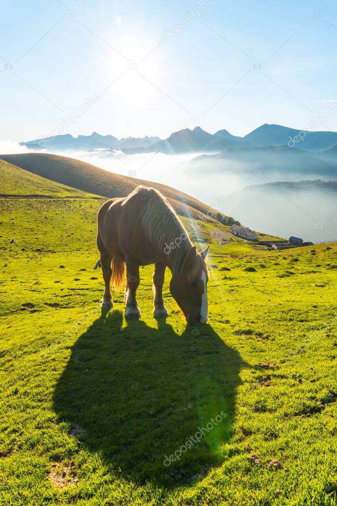 Free horses at sunrise on top of Mount Larrau. In the forest or jungle of Irati, Pyrenees-Atlantiques of France