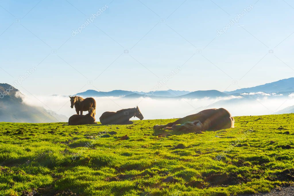 Free horses resting at sunrise on top of Mount Larrau. In the forest or jungle of Irati, Pyrenees-Atlantiques of France