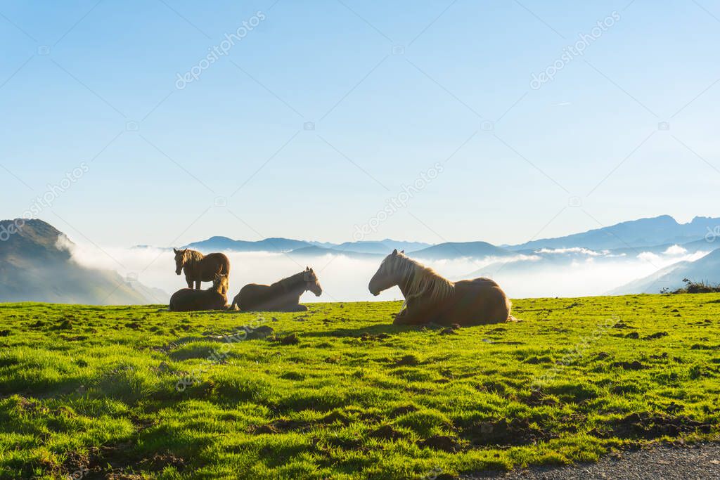 Free horses resting at sunrise on top of Mount Larrau. In the forest or jungle of Irati, Pyrenees-Atlantiques of France