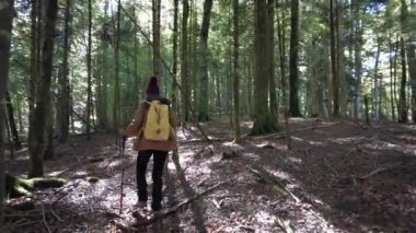 Irati ormanı ya da sonbaharda orman, ağaçlar arasında güzel bir yürüyüş yapan genç bir kadın. Ochagava, İspanya, Navarra 'nın kuzeyi, 4k video