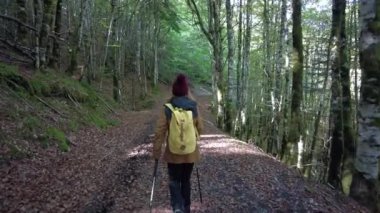 Sonbaharda Irati ormanı ya da ormanı, sarı ceketli ve çam ağaçlarının yolunda yün şapkalı genç bir yürüyüşçü kız. Ochagava, İspanya, Navarra 'nın kuzeyi, 4k video