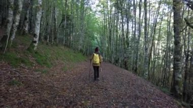 Sonbaharda Irati ormanı ya da ormanı, sarı ceketli ve çam ağaçlarının yolunda yün şapkalı genç bir yürüyüşçü kız. Ochagava, İspanya, Navarra 'nın kuzeyi, 4k video