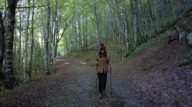 Irati ormanı ya da sonbaharda orman, çam ağacı patikasındaki genç bir yürüyüşçü kız. Ochagava, İspanya, Navarra 'nın kuzeyi, 4k video