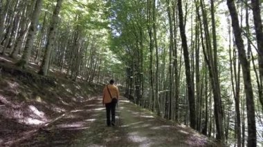 Irati ormanı ya da sonbaharda orman, çam ağacı patikasındaki genç bir yürüyüşçü. Ochagava, İspanya, Navarra 'nın kuzeyi, 4k video