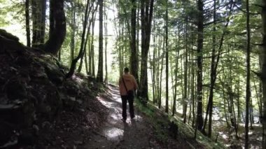 Irati ormanı ya da sonbaharda orman, çam ağacı patikasındaki genç bir yürüyüşçü. Ochagava, İspanya, Navarra 'nın kuzeyi, 4k video