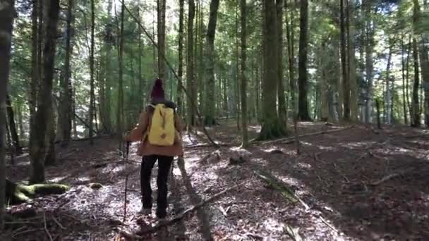 Foresta Irati Giungla Autunno Una Giovane Donna Che Bel Trekking — Video Stock