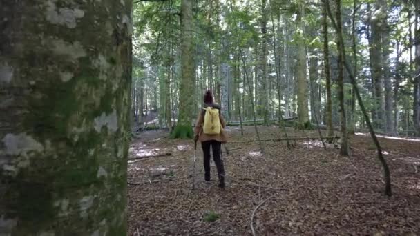 Восени Лісах Джунглях Являється Молода Жінка Яка Прекрасно Ходить Деревах — стокове відео