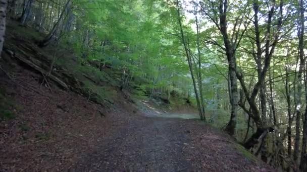 Floresta Irati Selva Outono Caminho Pinho Ochagava Norte Navarra Espanha — Vídeo de Stock