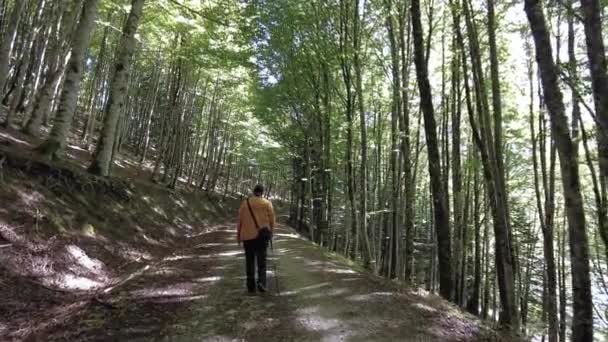 Irati Ormanı Sonbaharda Orman Çam Ağacı Patikasındaki Genç Bir Yürüyüşçü — Stok video