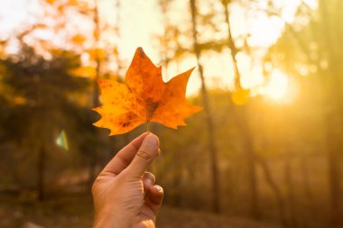 Bir sonbahar akşamüstü, elinde kahverengi bir yaprak, sonbahar manzarası ve arka planda güneş olan bir adamın ellerinin batışı.