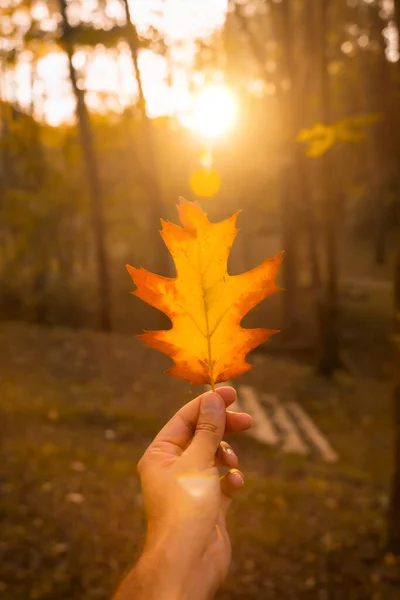 Захід Сонця Восени Пополудні Руки Чоловіка Коричневим Листям Осінніми Пейзажами — стокове фото