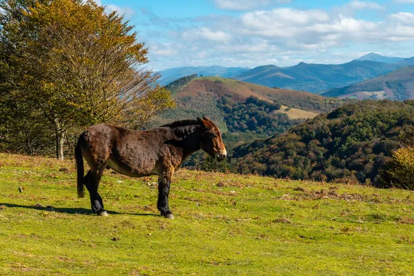 Gratis Paarden Berg Izu Het Natuurpark Artikutza Baskenland — Stockfoto