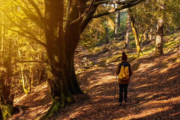 Eine Junge Wanderin Naturpark Artikutza Einem Herbstnachmittag Gipuzkoa Baskenland — Stockfoto