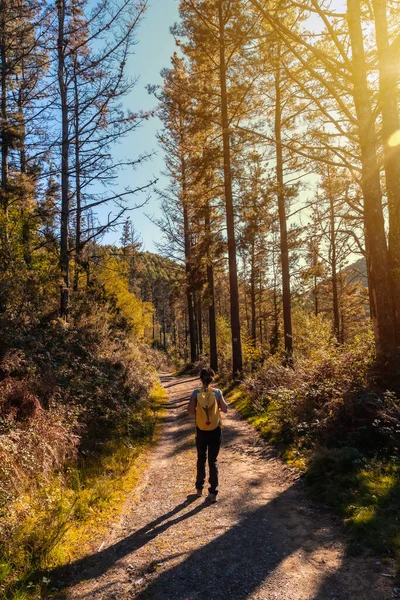 Uma Jovem Mulher Pôr Sol Outono Caminho Através Uma Bela — Fotografia de Stock