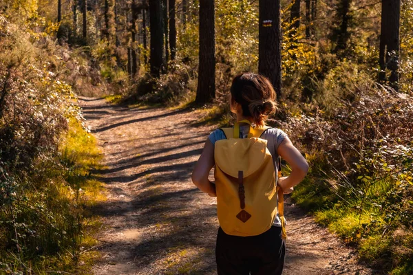 Sonbahar Günbatımında Genç Bir Yürüyüşçü Güzel Bir Ormanda Bir Rotada — Stok fotoğraf
