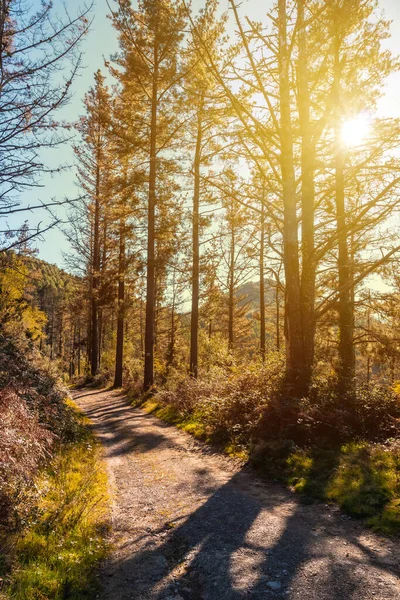 Caminho Pôr Sol Outono Uma Rota Através Uma Bela Floresta — Fotografia de Stock