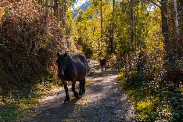Een Moederpaard Wandelend Langs Een Pad Met Haar Zoon Berg — Stockfoto
