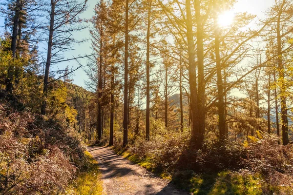 Caminho Pôr Sol Outono Uma Rota Através Uma Bela Floresta — Fotografia de Stock