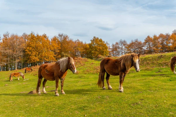 Berg Erlaitz Met Prachtige Paarden Vrijheid Stad Irun Gipuzkoa Baskenland — Stockfoto