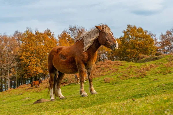 Een Paard Vrijheid Berg Erlaitz Stad Irun Gipuzkoa Baskenland — Stockfoto
