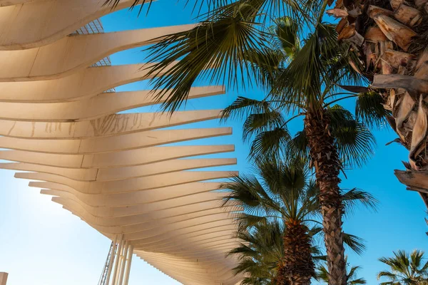 Detail Structure Palm Trees Promenade Called Paseo Del Muelle Uno — Fotografia de Stock