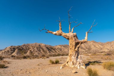 Arbol del Infortune, Endülüs 'ün Almerya eyaletinde Tabernas Çölü kanyonu yakınlarında. Rambla del Infierno 'da bir gezide.