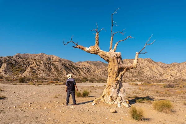 Egy Fiatal Túrázó Lány Meglátogatta Szerencsétlenség Fáját Sivatagi Kanyon Közelében — Stock Fotó