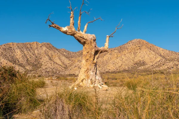Szerencsétlenség Fája Ami Egy Filmben Játszódott Sivatagban Almeria Tartományban Andalúziában — Stock Fotó