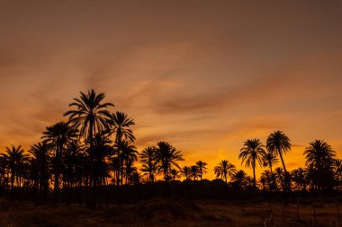 Torrevieja kasabasındaki bir plajda, turuncu bir günbatımında palmiye ağaçlarının silueti. Akdeniz 'in beyaz kıyıları Alicante. İspanya