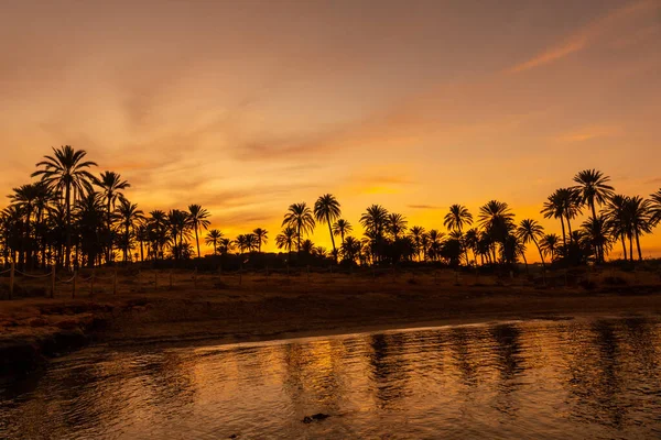 Silueta Palem Odrážela Oranžovém Západu Slunce Pláži Moře Městě Torrevieja — Stock fotografie