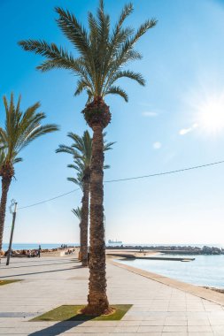 Playa del Cura, Alicante, Valensiyalı cemaatinin yanındaki Torrevieja kıyı kasabasında palmiye ağaçları olan plaj. İspanya, Costa Blanca 'da Akdeniz