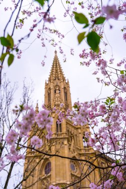 San Sebastian şehrinde şehir merkezindeki Buen Pastor kilisesinin yanındaki pembe bahar çiçekleri, Gipuzkoa. İspanya