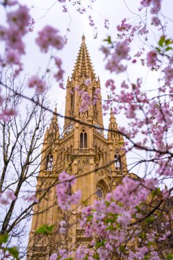 San Sebastian şehrinde ilkbaharda ağaçlarda pembe çiçekler şehrin merkezindeki Buen Pastor kilisesinin yanında, Gipuzkoa. İspanya