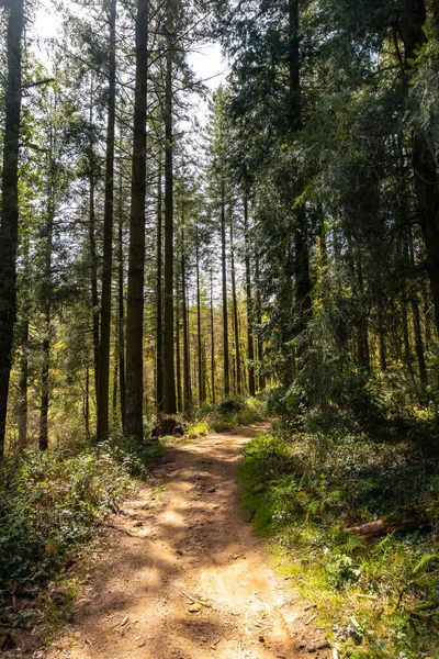 Caminho Floresta Ascensão Monte Andatza Cidade Usurbil Gipuzkoa País Basco — Fotografia de Stock