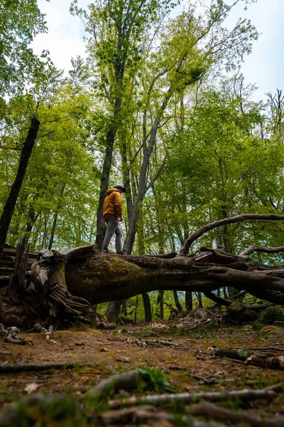 Homem Cima Uma Árvore Caída Lado Belo Dolmen País Basco — Fotografia de Stock