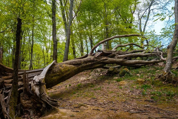 Ett Stupat Träd Bredvid Vacker Dolmen Baskien Errenteria Gipuzkoa — Stockfoto