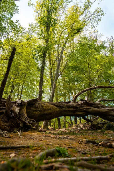 Bask ülkesinde güzel bir dolmenin yanında devrilmiş bir ağaç. Errenteria, Gipuzkoa
