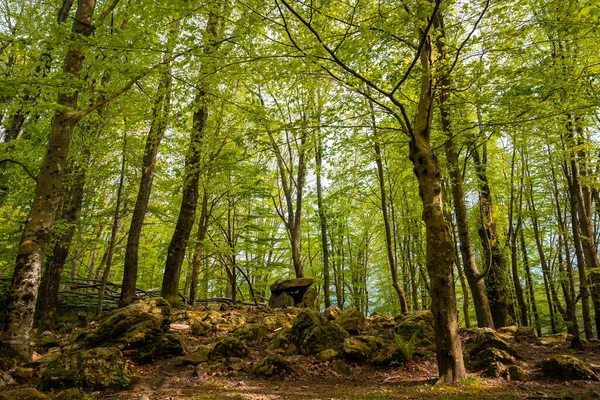 Bonitos Dolmen Debaixo Uma Das Árvores País Basco Errenteria Gipuzkoa — Fotografia de Stock