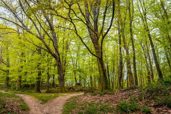 Weg Einem Wunderschönen Dolmen Baskenland Neben Bäumen Errenteria Gipuzkoa — Stockfoto