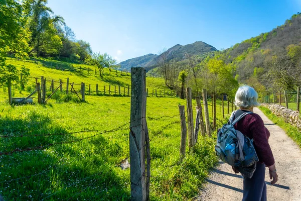 Elderly Woman Trekking Trail Tornin Olla San Vicente Cangas Onis — Foto de Stock