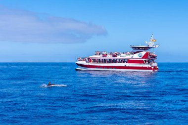 Tenerife, Kanarya Adaları 'nın güneyindeki Costa de Adeje' de yunusları izleyen bir turist teknesi.