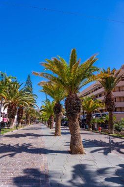 Tenerife 'nin güneyindeki Los Cristianos, Kanarya Adaları' nda palmiye ağaçları ile gezinti