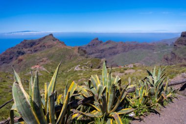 Tenerife Kanarya Adaları 'nın kuzeyindeki Masca Dağı' ndaki doğal bitki örtüsü