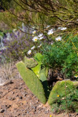 Tenerife Kanarya Adaları 'nın kuzeyindeki Masca Dağı' ndaki doğal bitki örtüsü