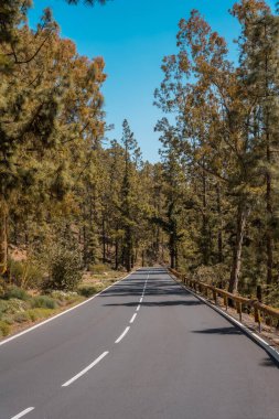 Orman yolu Tenerife, Kanarya Adaları 'ndaki Teide Doğal Parkı' na çıkıyor.